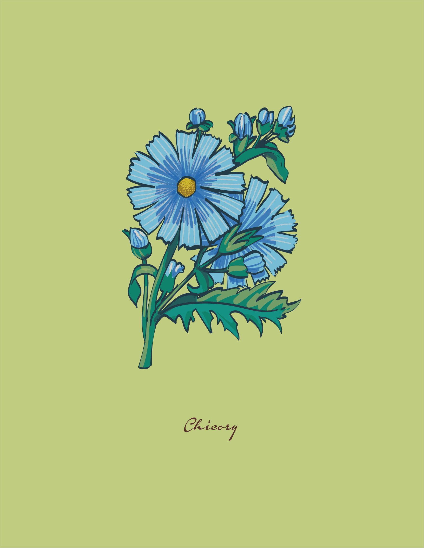 botanical illustration of a Chicory flower